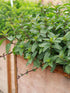 Menta ciocolată - Mentha piperita 'Chocolate' - DocaPerene