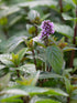 Menta ciocolată - Mentha piperita 'Chocolate' - DocaPerene