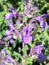 Menta pisicii - Nepeta racemosa Walkers Low - DocaPerene