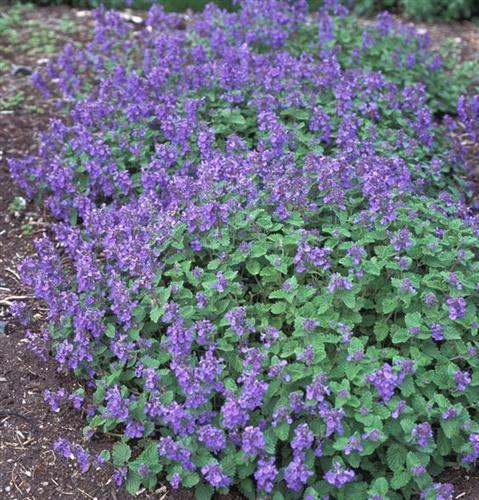 Menta pisicii pitică - Nepeta racemosa 'Little Titch' - DocaPerene