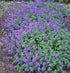 Menta pisicii pitică - Nepeta racemosa 'Little Titch' - DocaPerene