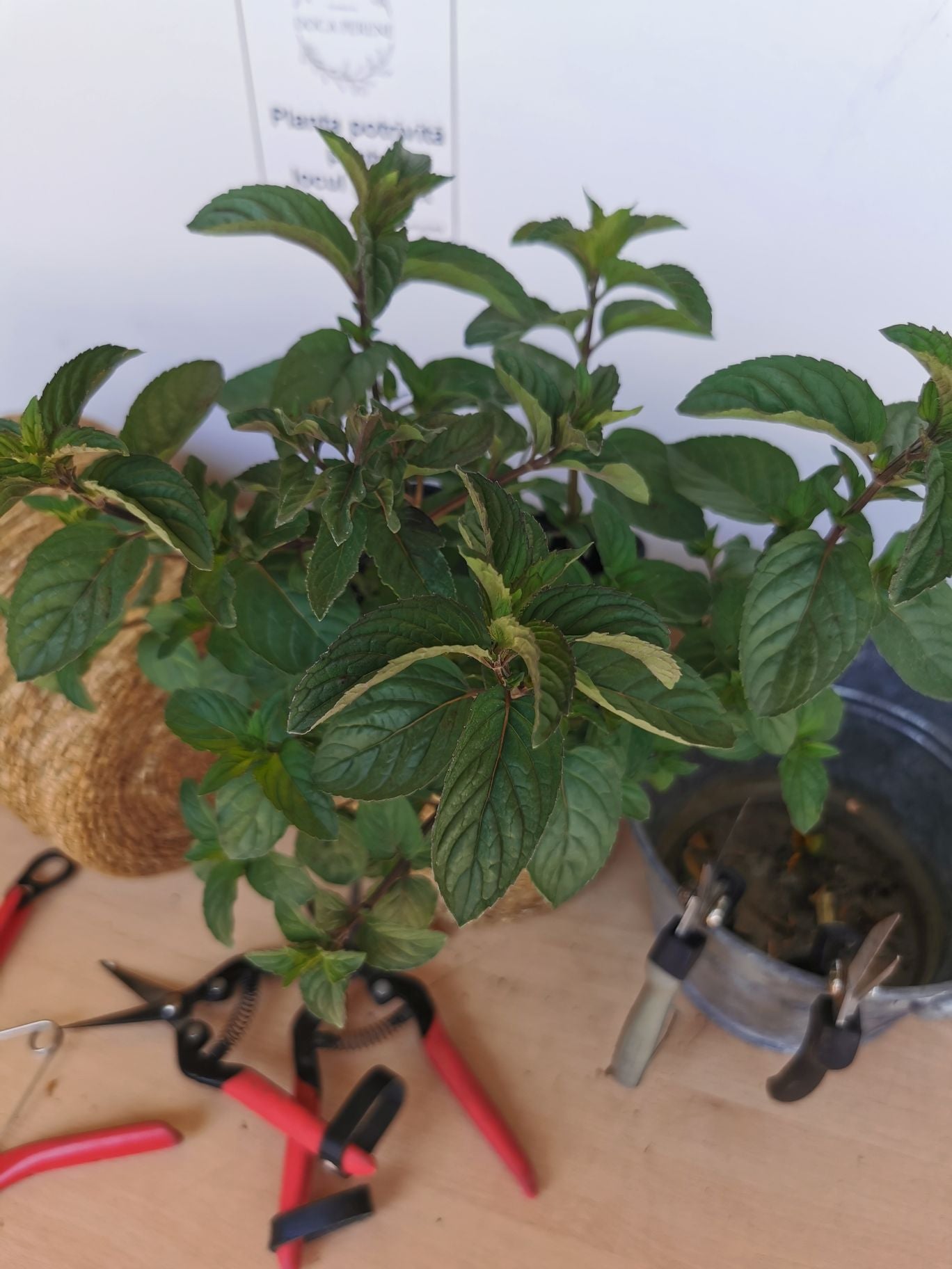 Menta ciocolată - Mentha piperita 'Chocolate'