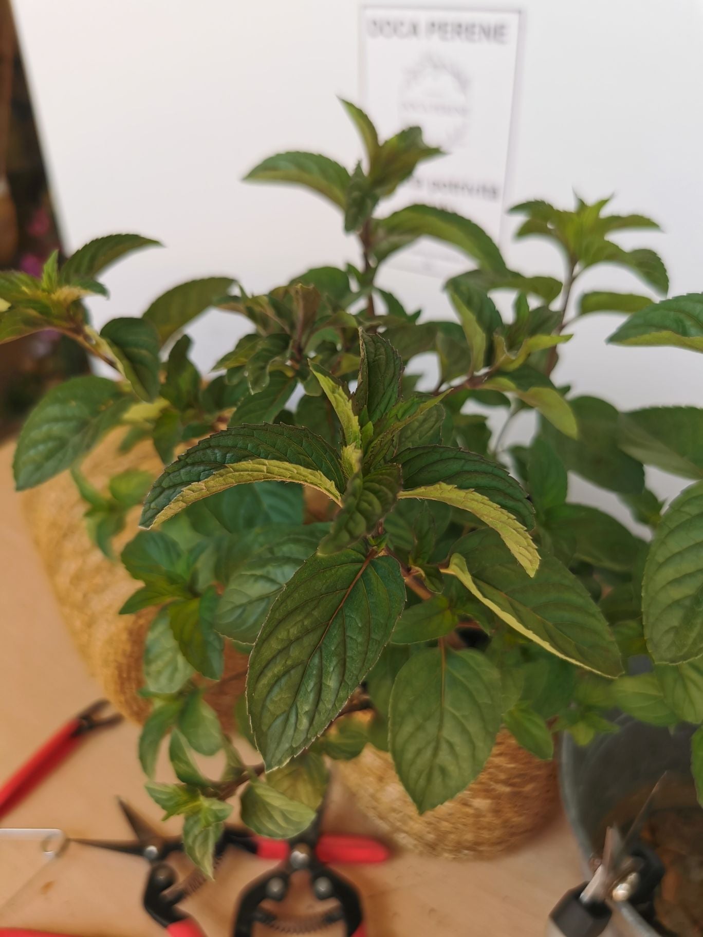 Menta ciocolată - Mentha piperita 'Chocolate'