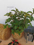 Menta ciocolată - Mentha piperita 'Chocolate'