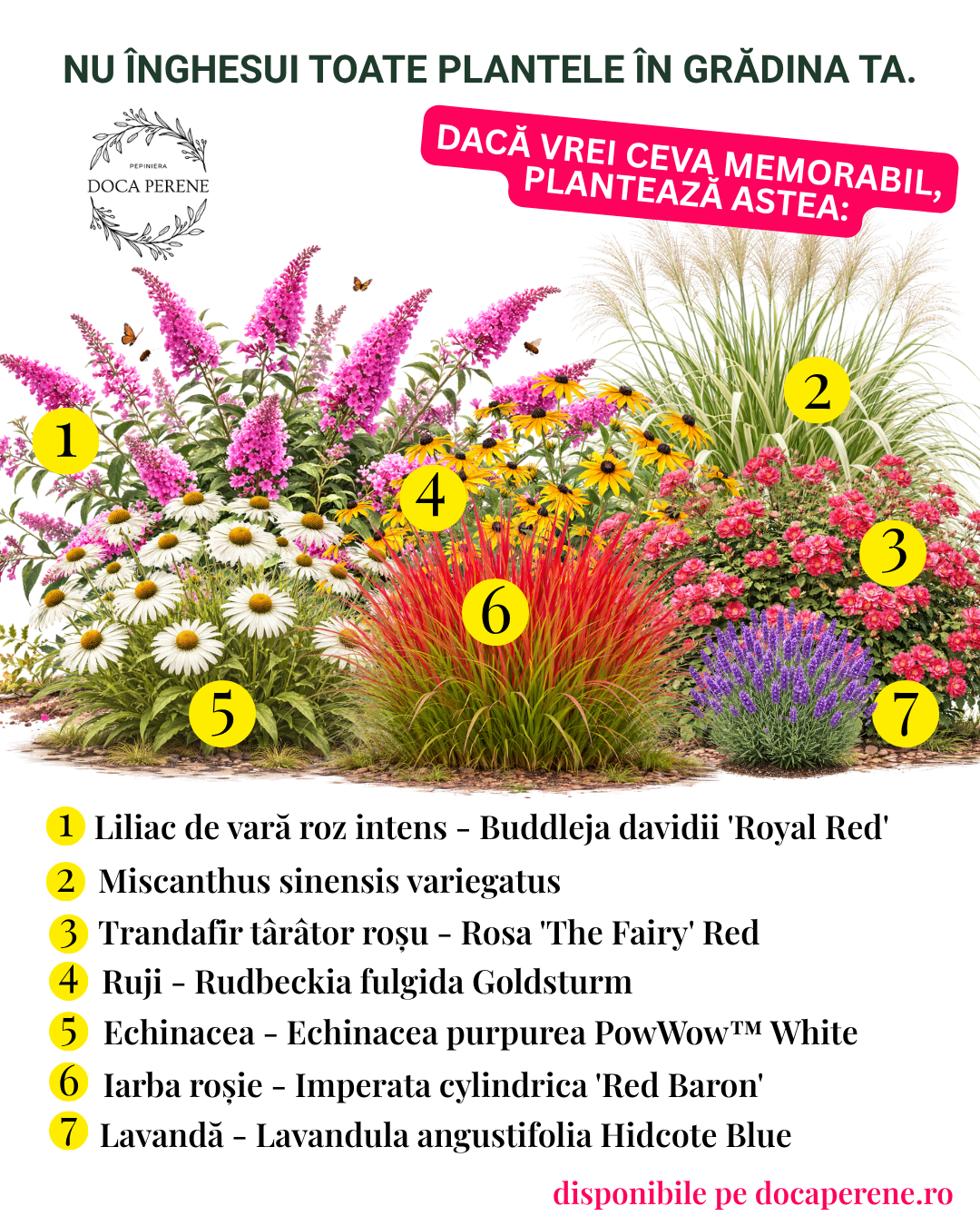 Mix MEMORABIL de perene care impresionează