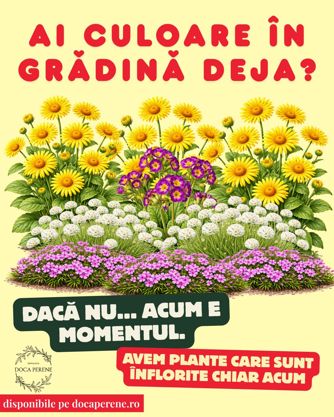 Mix de perene gata înflorite: adaugă culoare în grădină