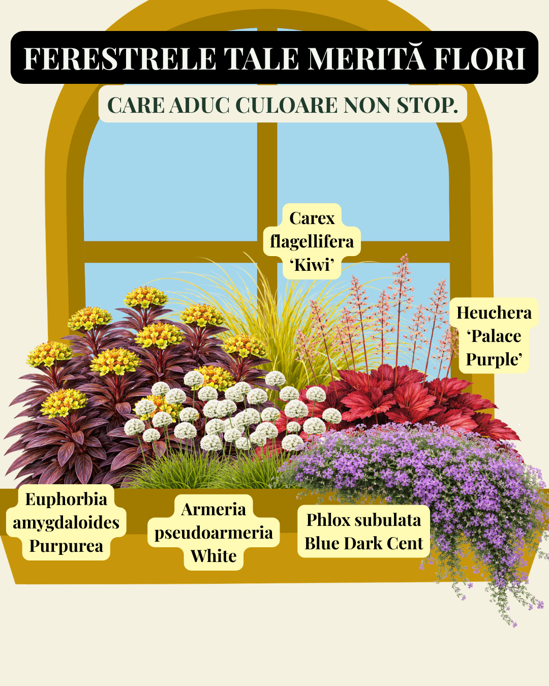 Mix de perene colorate pentru jardiniere