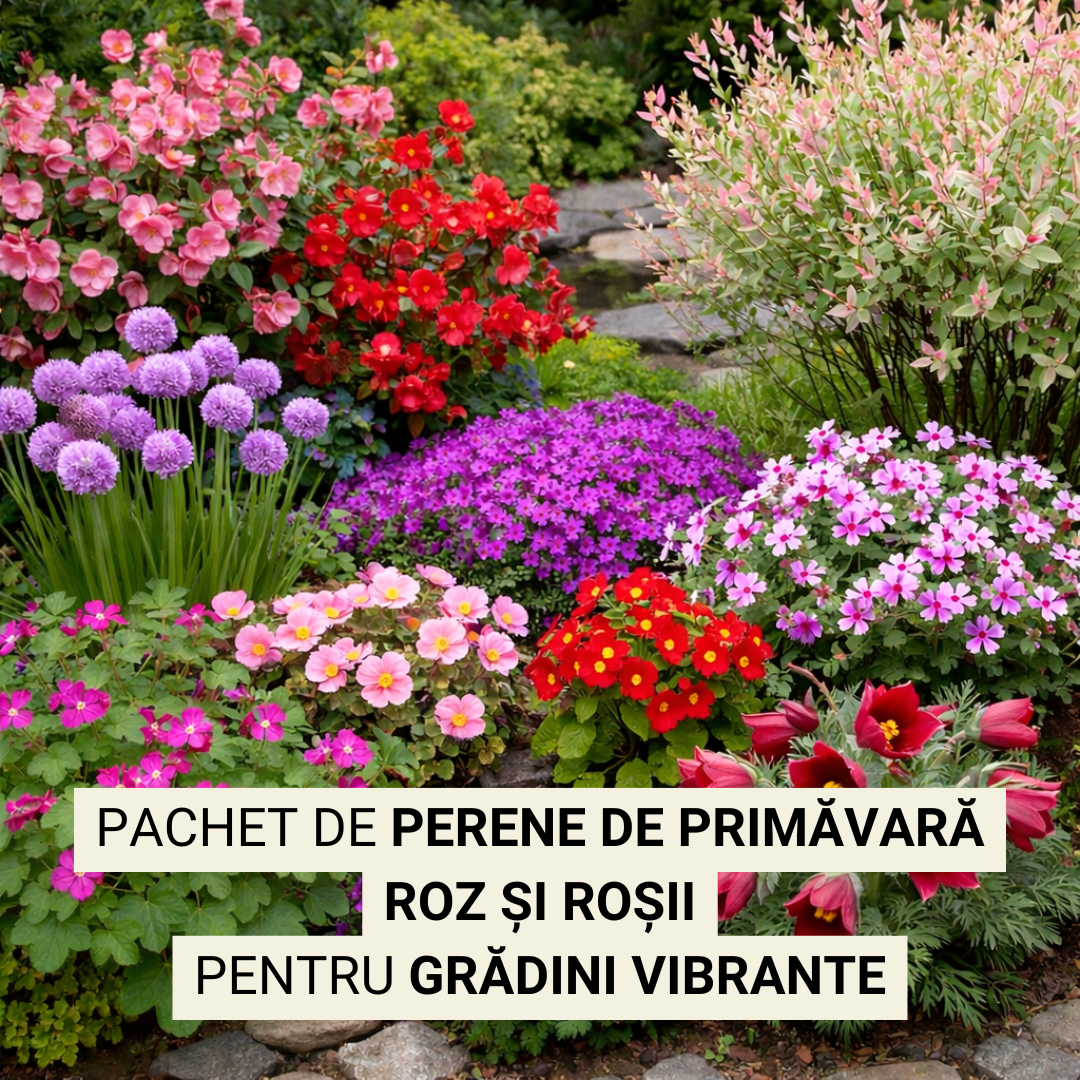 Pachet de primăvară cu perene roz & roșii ptr grădini vibrante