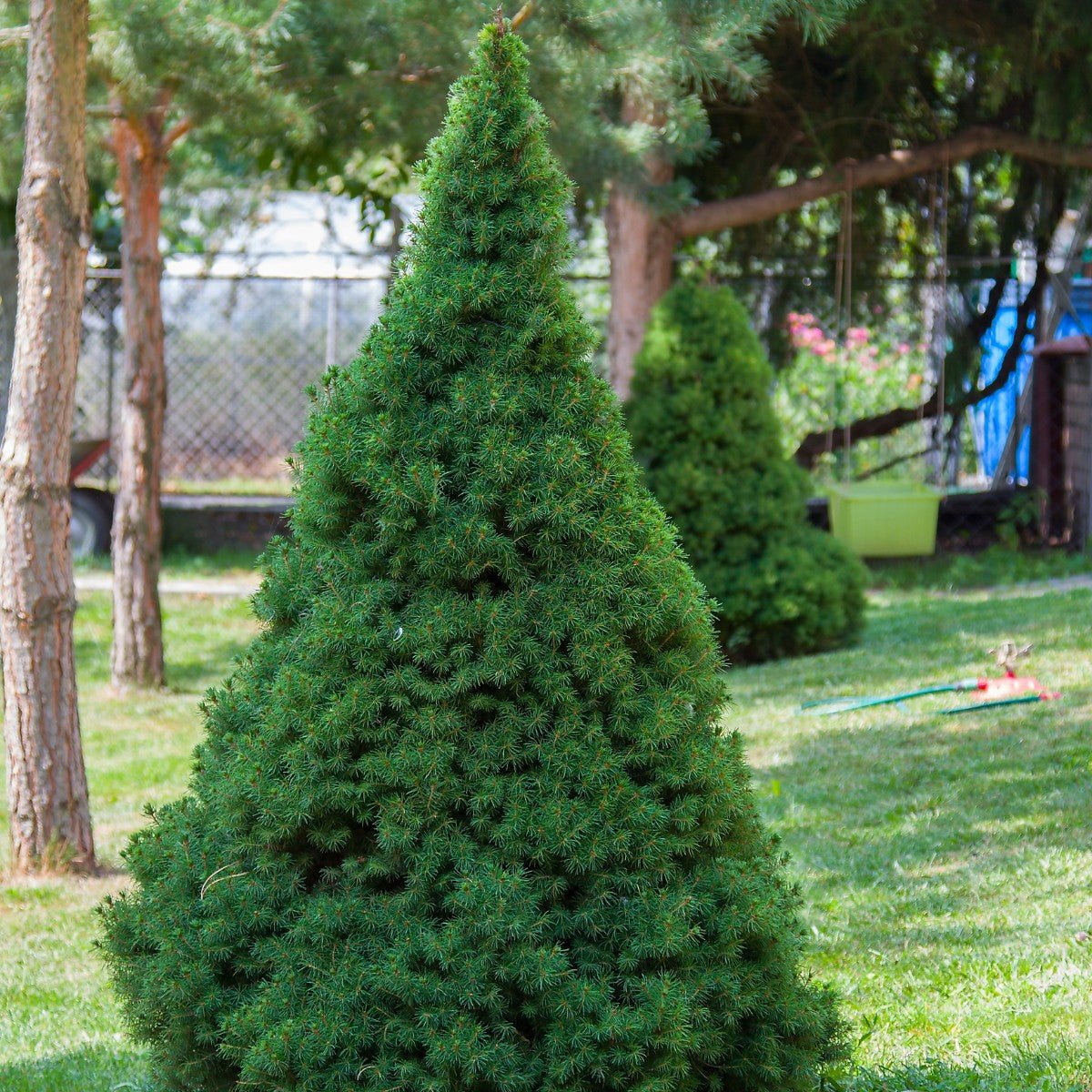 Molid pitic conic – Picea glauca Conica