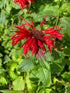 Bergamot - Monarda Didyma Red Shades