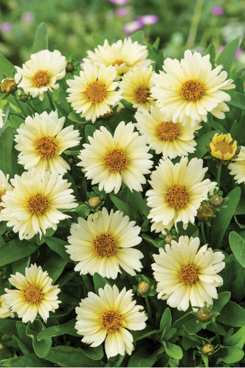 Ochiul fetei - Coreopsis grandiflora UpTick™ ‘Cream’