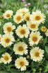 Ochiul fetei - Coreopsis grandiflora UpTick™ ‘Cream’