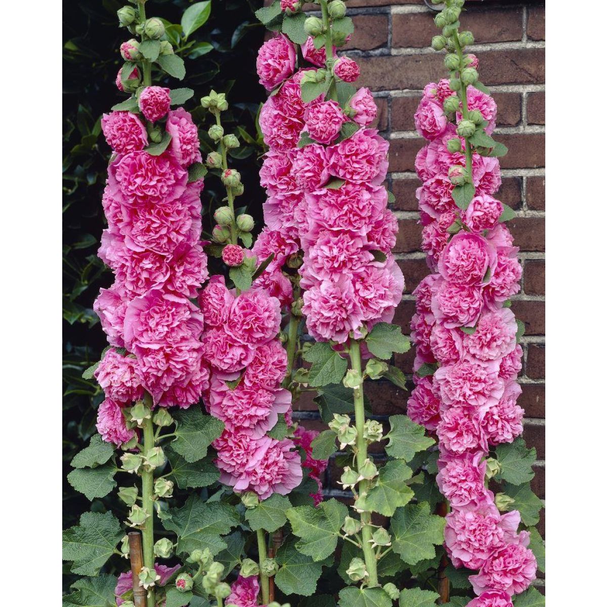 Nalba de grădină cu flori duble - Alcea rosea 'Chaters Double Rose' - DocaPerene