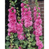 Nalba de grădină cu flori duble - Alcea rosea 'Chaters Double Rose' - DocaPerene