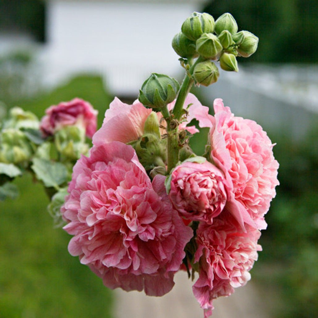 Nalba de grădină cu flori duble - Alcea rosea 'Chaters Double Rose' - DocaPerene