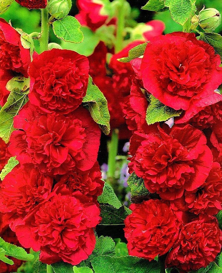 Nalba de grădină cu flori duble - Alcea rosea Chaters Double Scarlet - DocaPerene