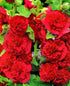 Nalba de grădină cu flori duble - Alcea rosea Chaters Double Scarlet - DocaPerene