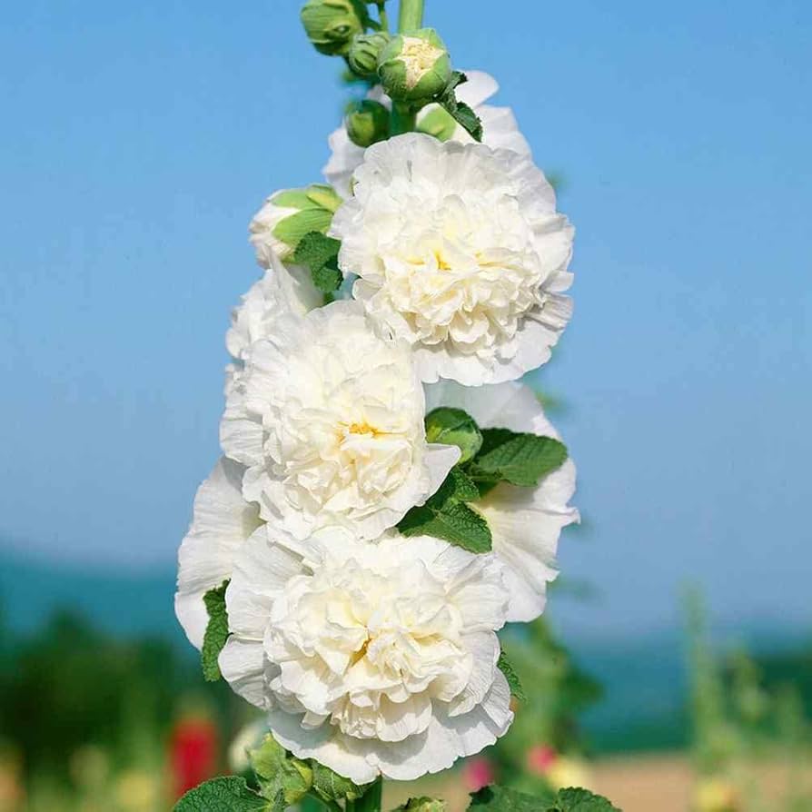 Nalba de grădină cu flori duble - Alcea rosea Chaters Double White - DocaPerene