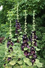 Nalba de grădină cu flori duble - Alcea rosea Nigra - DocaPerene