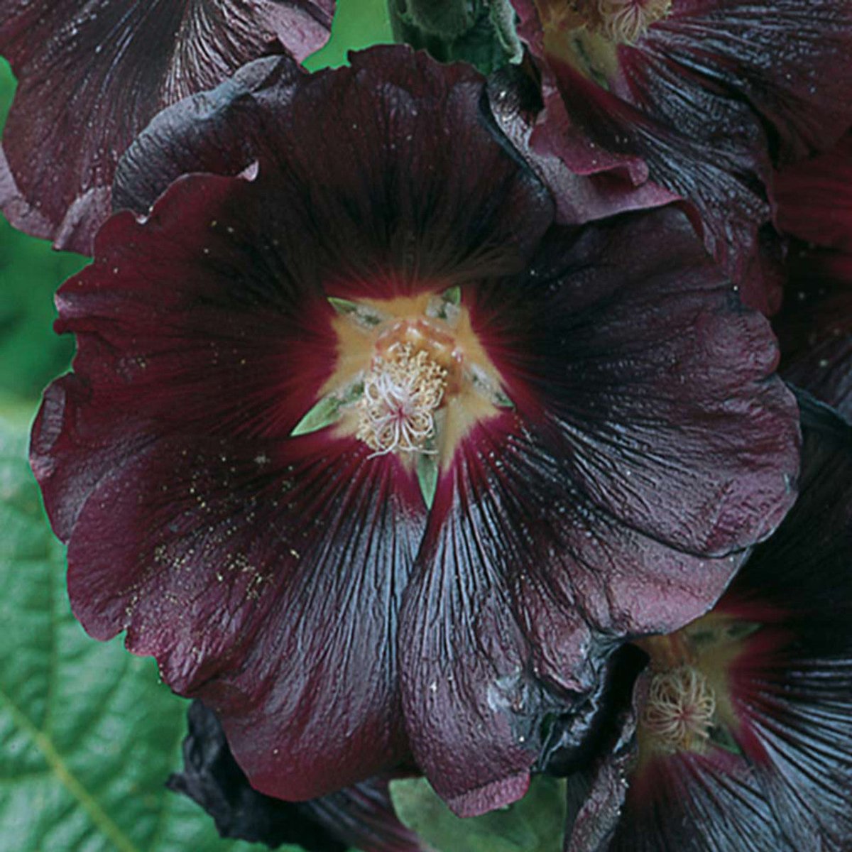 Nalba de grădină cu flori duble - Alcea rosea Nigra - DocaPerene
