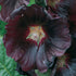 Nalba de grădină cu flori duble - Alcea rosea Nigra - DocaPerene