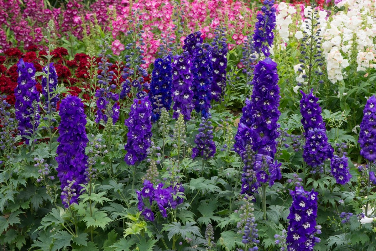 Nemțișor peren - Delphinium cultorum Magic Fountain Dark Blue Black Bee - DocaPerene