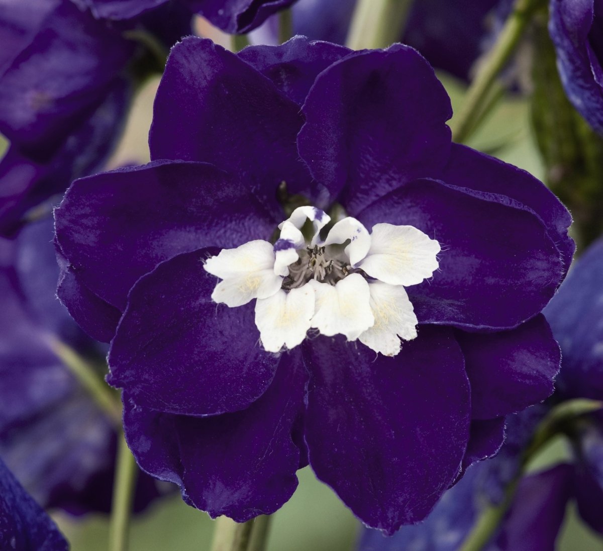 Nemțișor peren - Delphinium cultorum Magic Fountain Dark Blue White Bee - DocaPerene