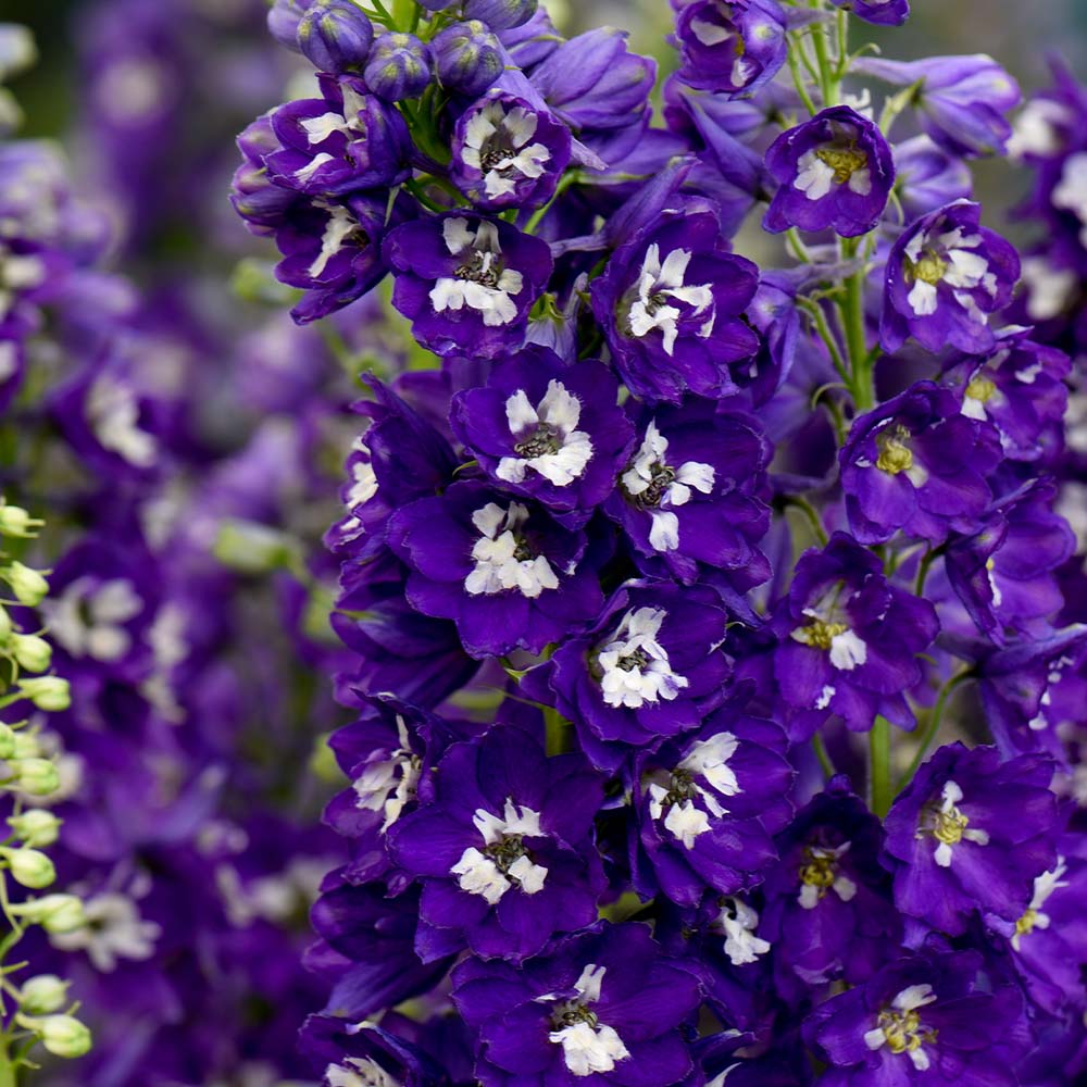 Nemțișor peren - Delphinium cultorum Magic Fountain Dark Blue White Bee - DocaPerene
