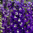 Nemțișor peren - Delphinium cultorum Magic Fountain Dark Blue White Bee - DocaPerene