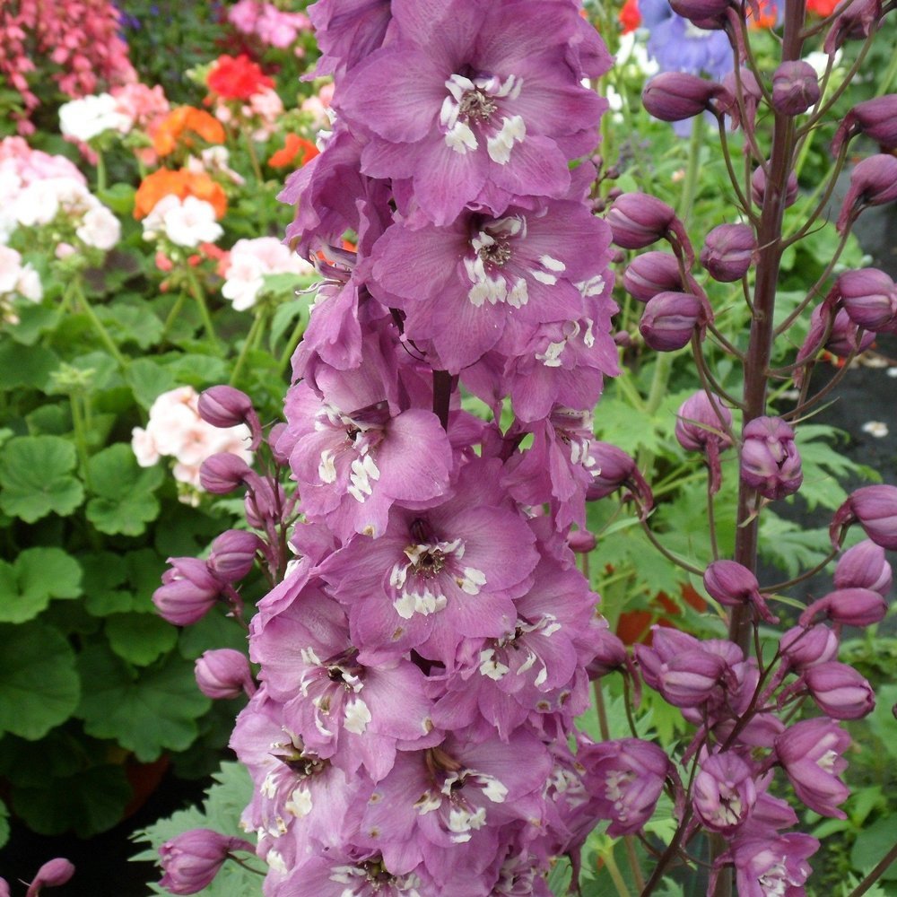 Nemțișor peren - Delphinium cultorum Magic Fountain Deep Rose White Bee - DocaPerene
