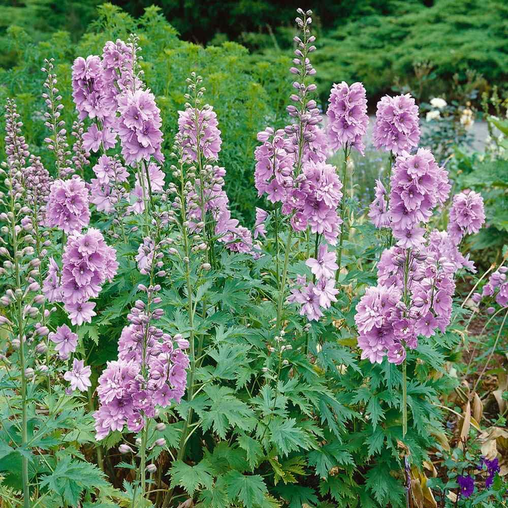 Nemțișor peren - Delphinium cultorum Magic Fountain Deep Rose White Bee - DocaPerene