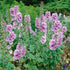 Nemțișor peren - Delphinium cultorum Magic Fountain Deep Rose White Bee - DocaPerene