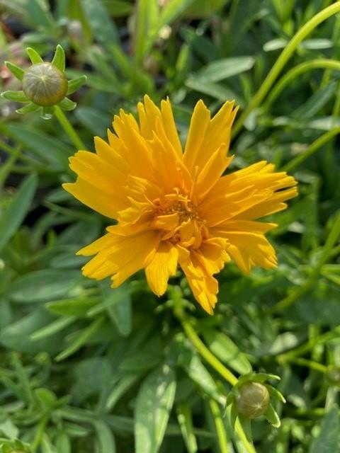 Ochiul fetei - Coreopsis grandiflora Double The Sun