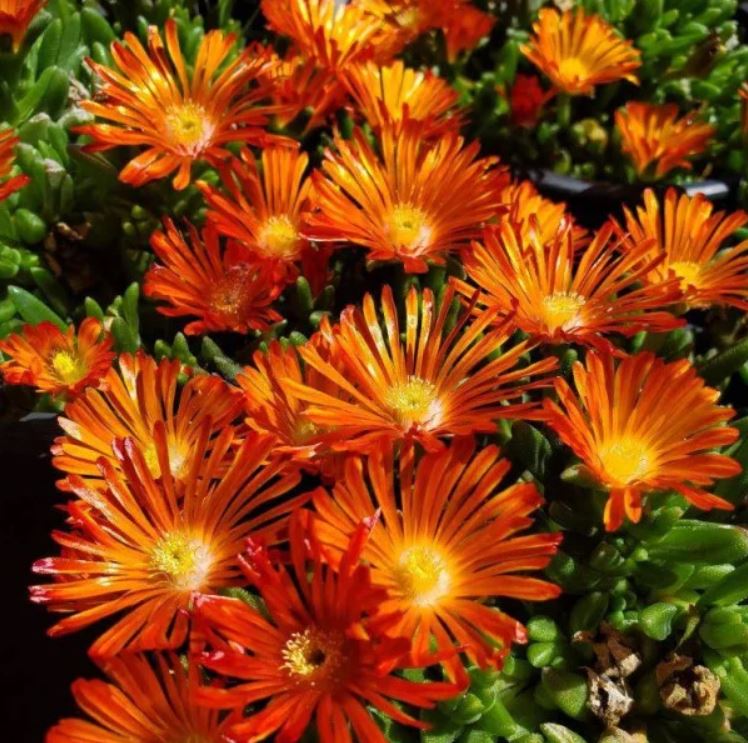 Floare de cristal - Delosperma cooperi Delmara Orange