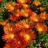 Floare de cristal - Delosperma cooperi Delmara Orange