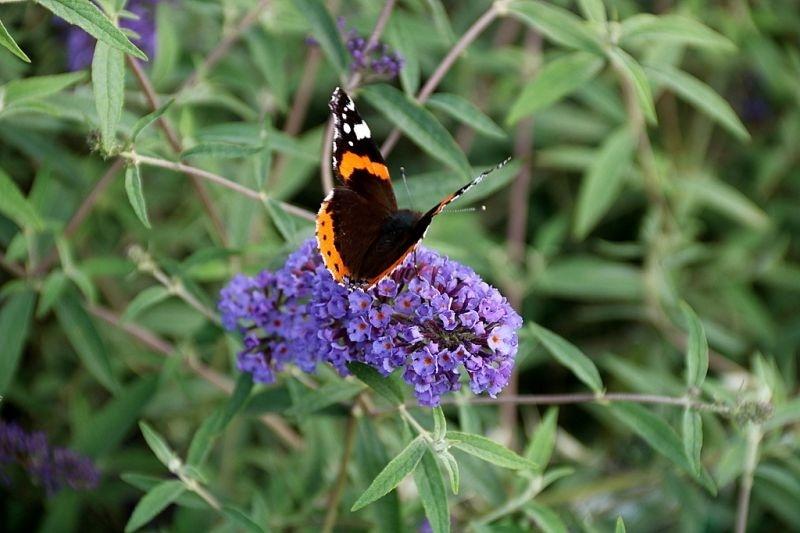 Liliac de vară Nanho Blue - Buddleja davidii 'Nanho Blue'