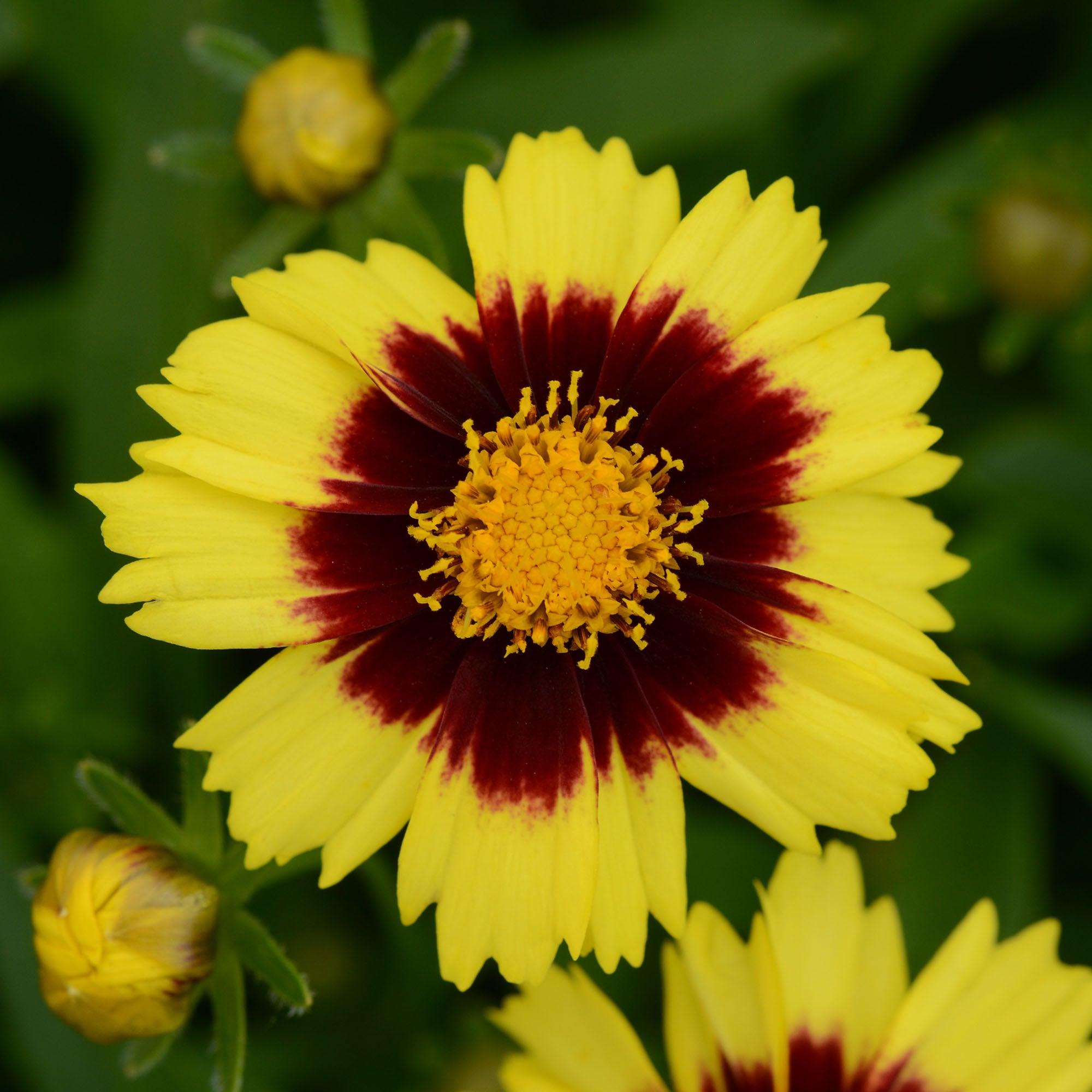 Ochiul fetei - Coreopsis grandiflora Sun Kiss Yellow Red