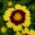 Ochiul fetei - Coreopsis grandiflora Sun Kiss Yellow Red