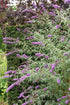 Liliac de vară - Buddleja davidii Nanho Purple