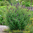 Liliac de vară violet - Buddleja davidii Black Knight