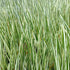 Obligeana - Acorus calamus 'Variegatus' - DocaPerene