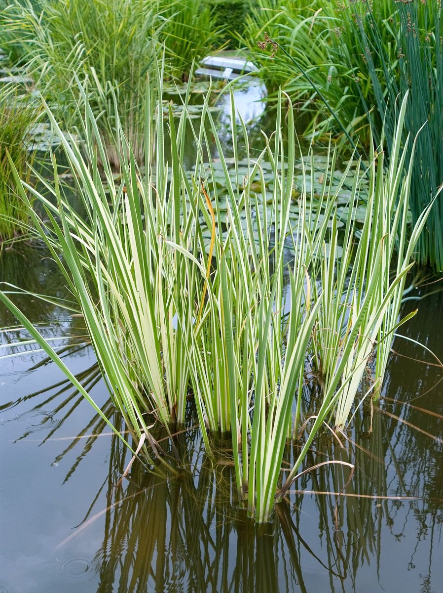 Obligeana - Acorus calamus 'Variegatus' - DocaPerene