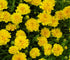 Ochiul fetei - Coreopsis grandiflora Double The Sun - DocaPerene