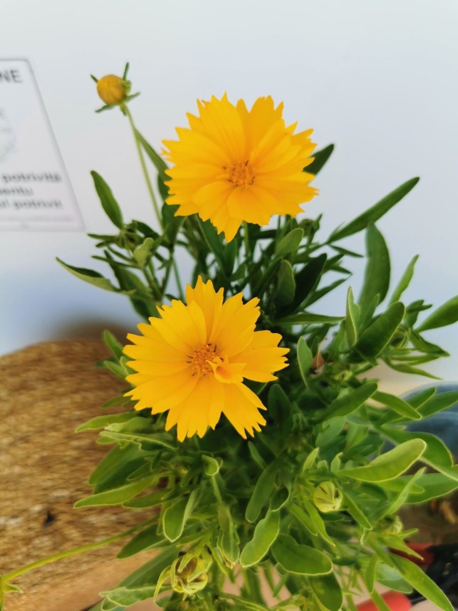 Ochiul fetei - Coreopsis grandiflora Early Sunrise Yellow Double - DocaPerene