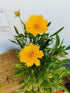 Ochiul fetei - Coreopsis grandiflora Early Sunrise Yellow Double - DocaPerene