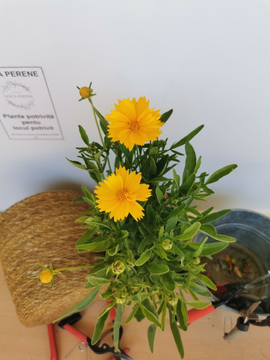 Ochiul fetei - Coreopsis grandiflora Early Sunrise Yellow Double - DocaPerene