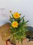 Ochiul fetei - Coreopsis grandiflora Early Sunrise Yellow Double - DocaPerene
