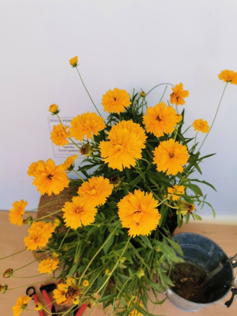 Ochiul fetei - Coreopsis grandiflora Early Sunrise Yellow Double - DocaPerene