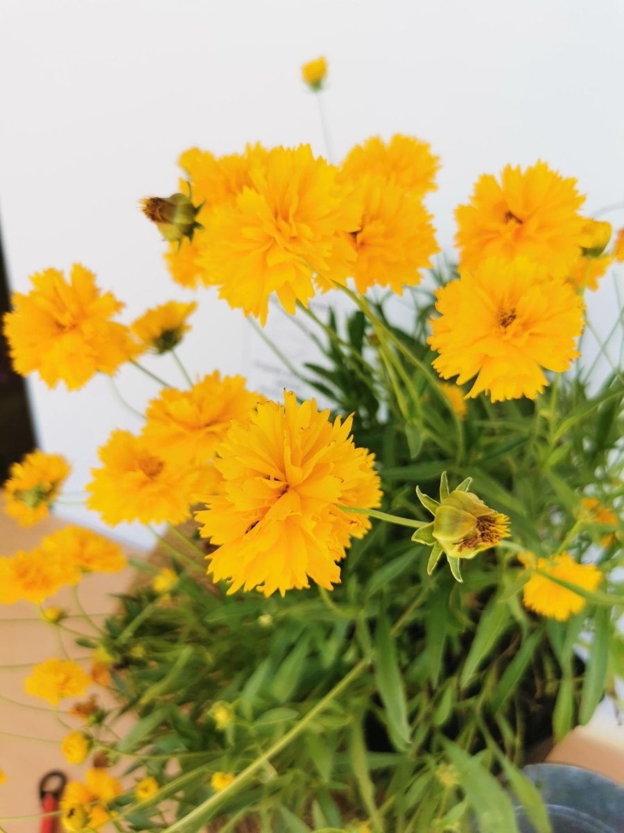 Ochiul fetei - Coreopsis grandiflora Early Sunrise Yellow Double - DocaPerene
