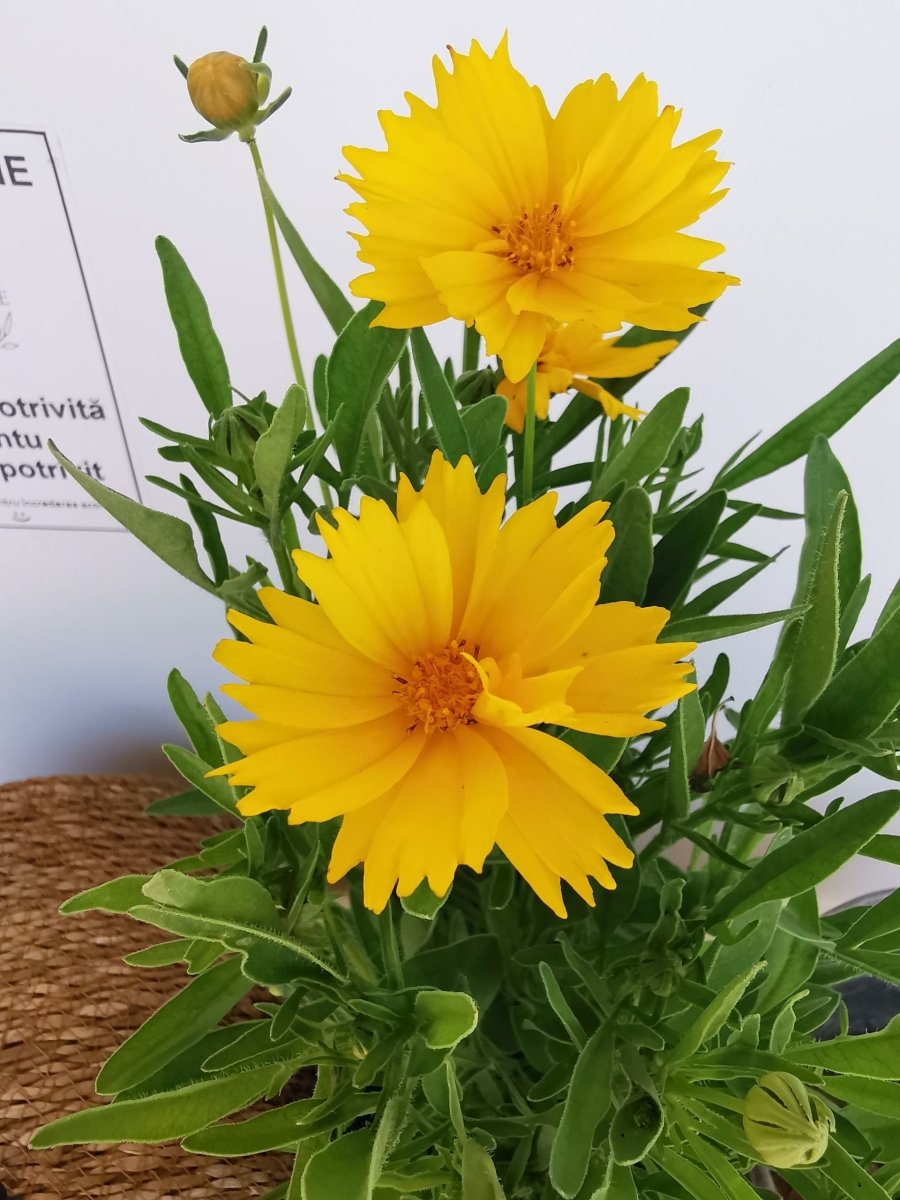 Ochiul fetei - Coreopsis grandiflora Early Sunrise Yellow Double - DocaPerene
